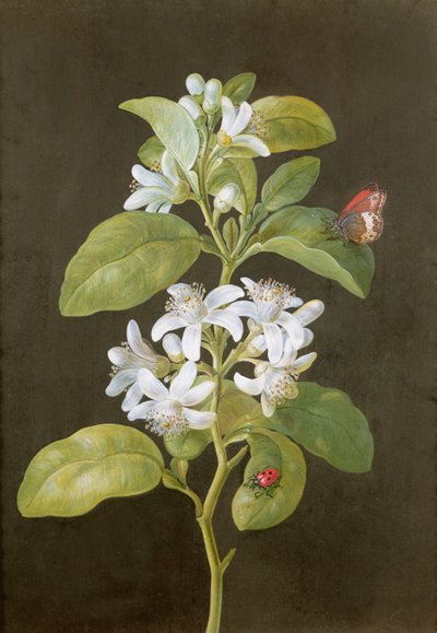 Pear Blossom by Barbara Regina Dietzsch